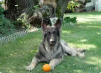 Removal of undesirable objects and Photoshop Post Production. Pet Photography ~ Just For Fun and Awesome Memories