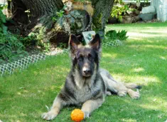 Removal of undesirable objects and Photoshop Post Production. Pet Photography ~ Just For Fun and Awesome Memories