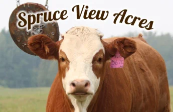 Love the expresion on this face, Albeit a heiffer. In this ranch photography example, an extensive touch-up was required to rid this poor subject of bothersome insects.