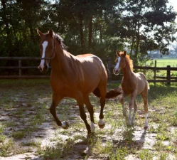 Natural and enhanced light equestrian photography