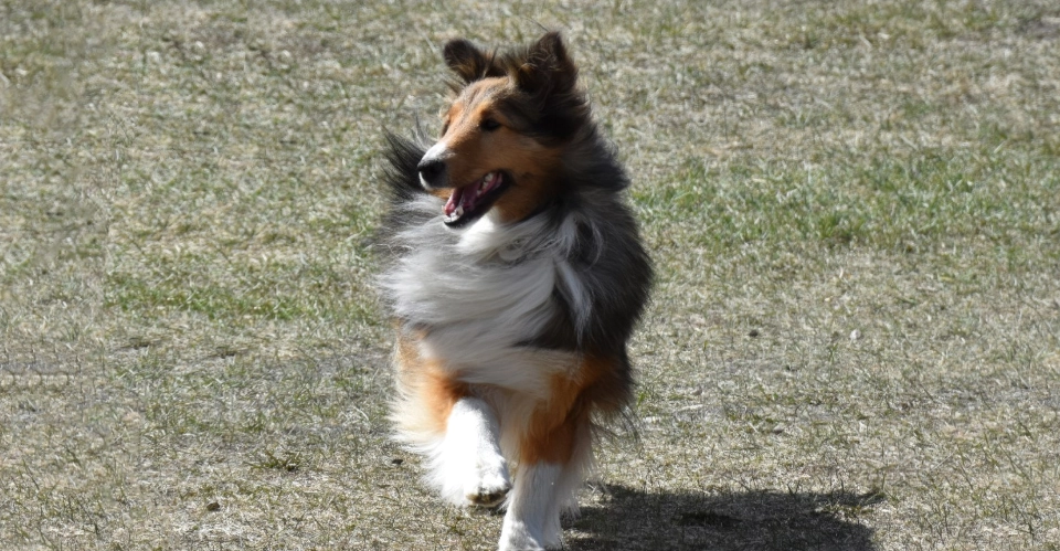 Pet photos and photography services